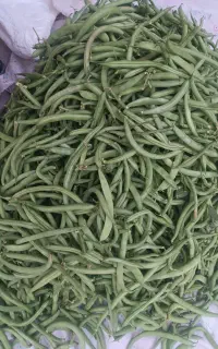 لوبیا سبز