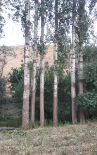 خریدوفروش چوب