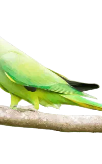 طوطی ملنگو ماده