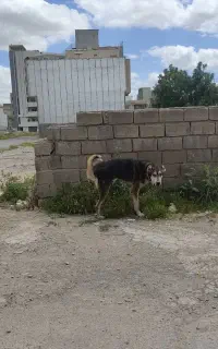 سگ پژدر