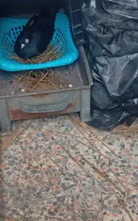 گمشده