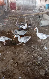 غاز۹عدد نروماده