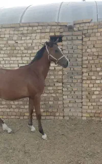 کره مادیان ۱۶ ماه