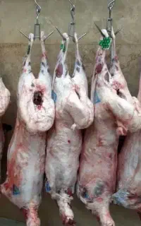 قصاب.سلاخ.بیخسی