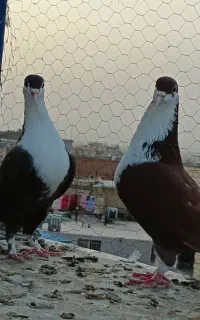 کرواتی نر و ماده