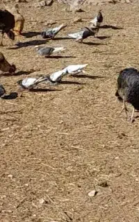 کبوتر کله مشکی تهرانی