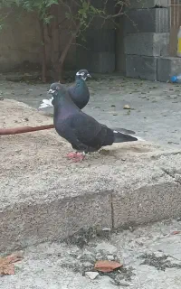کبوتر جوجه کشی