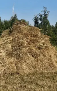 علف
