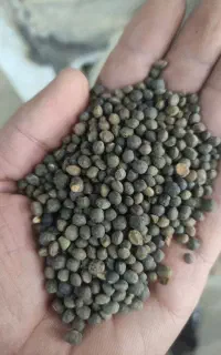 خرید و فروش تخم کتان اردبیل وقره ماش وگاودانه وعسل