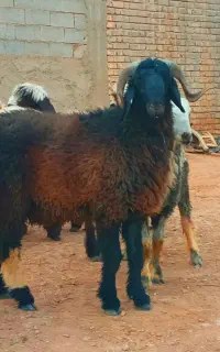 بره قوچ