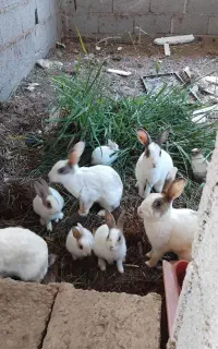 بچه خرگوش