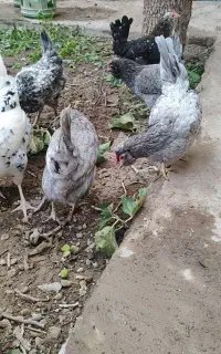 مرغ وخروس گلین اصل طوسی