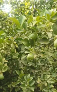 کارگر برای باغ
