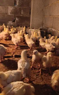 جوجه گوشتی راس 308