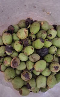 گردو با پوست