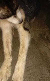سگ هاسکی