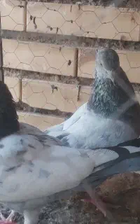 سینه سبز طوقی