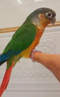 جوجه گرینچیک فول دستی پروازی