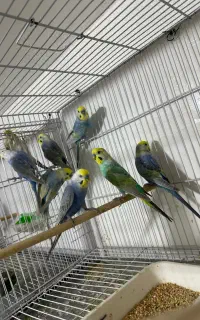 مرغ عشق رنگین کمانی و پروانه ای و کوتوله و عروس