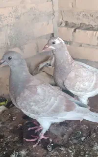 تعدادی کبوتر.معاوضه با مرغ