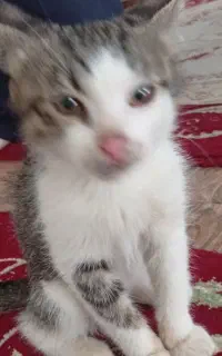 گربه