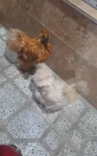 مرغ و خروس ابریشمی زیبا