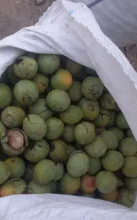 گردو