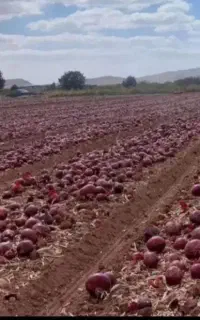 سرکارگر کشاورزی هستم