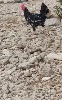 فروش پرنده جوان