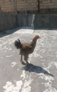 مرغ خوب