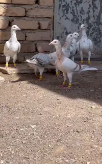 کبوتر مغلف هفرنگ خطی