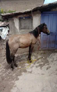 اسب نر