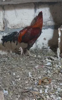 لاری