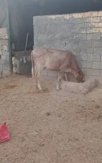 گوساله
