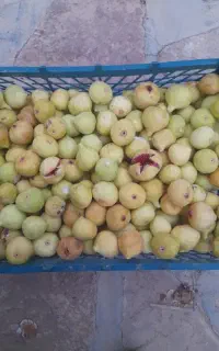 ۴کیلو انجیر کوهی