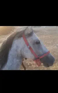 اسب مادیون نیله سبز