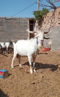 سانن