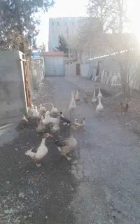 قوغاز