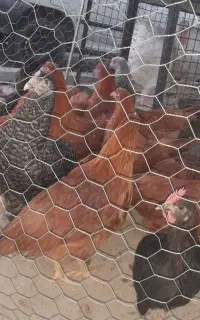 مرغ خروس