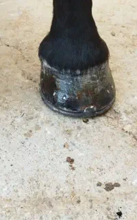 نعلبندی