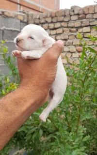 سگ توله پاکوتا واگذاری