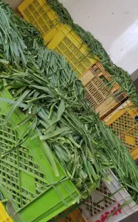 پخش سبزی نیشابور پر، خرد شده (شسته شده)کلی جزئی