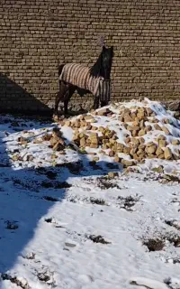 نریون کرد 2 ساله