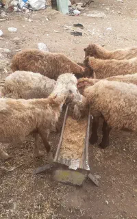 فروش بره