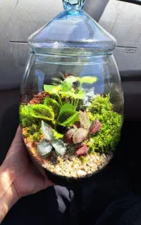 تراریوم هدیه ی زیبا و ماندگار