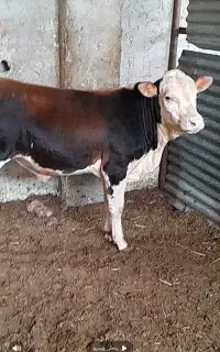 گوساله