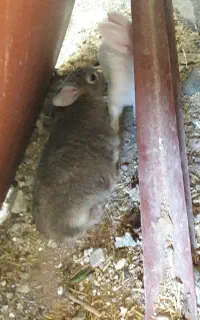 خرگوش