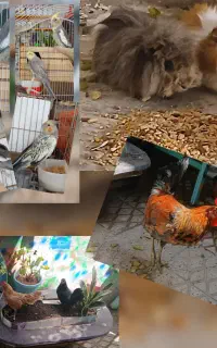خوکچه هندی و م خروس مینیاتوری و گلین لری،عروس مولد