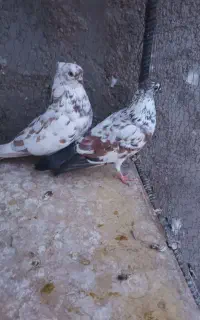 کبوتر پرشی