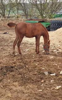کره اسب